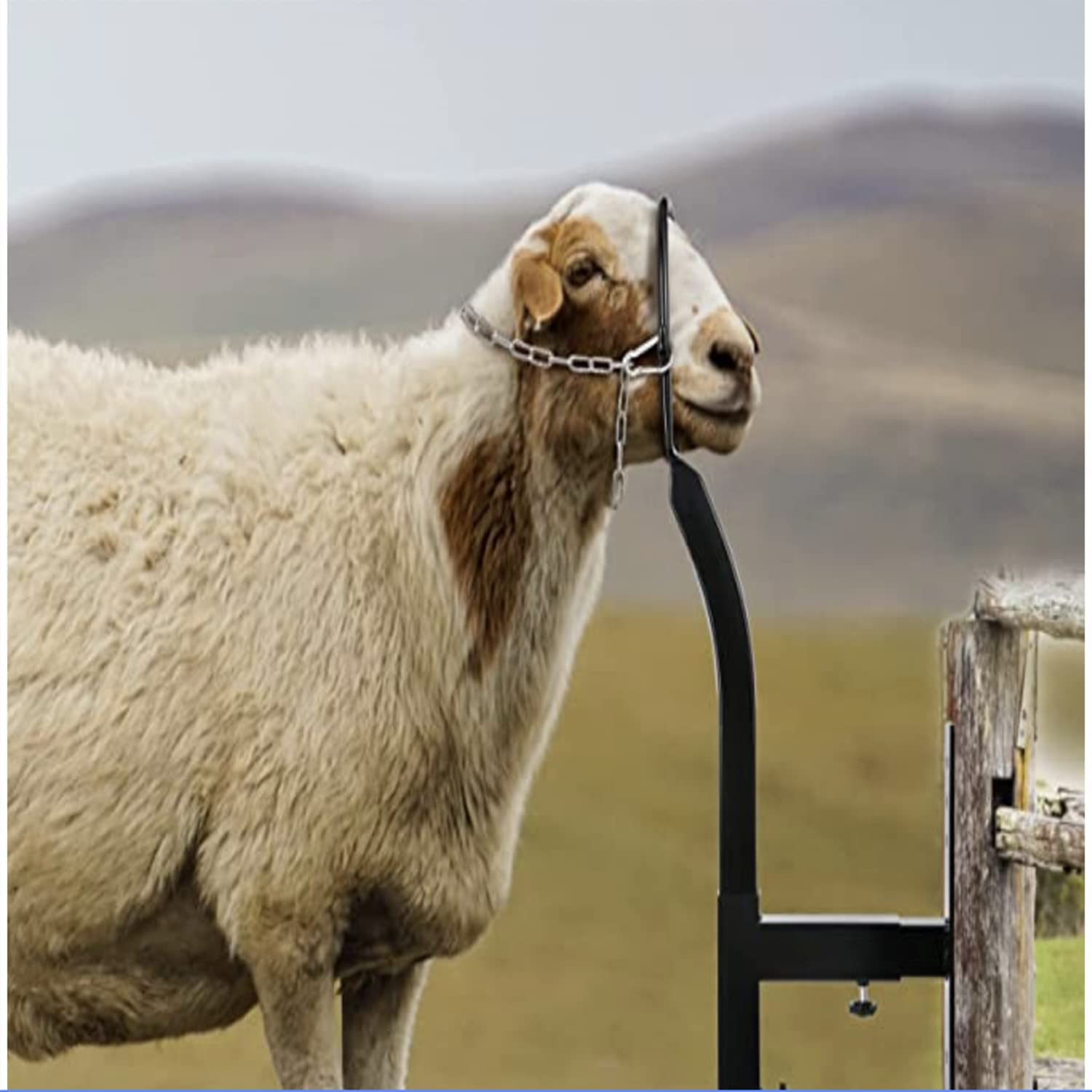 Livestock Trimming Stand I Goat Milking Stand I Steel Gate